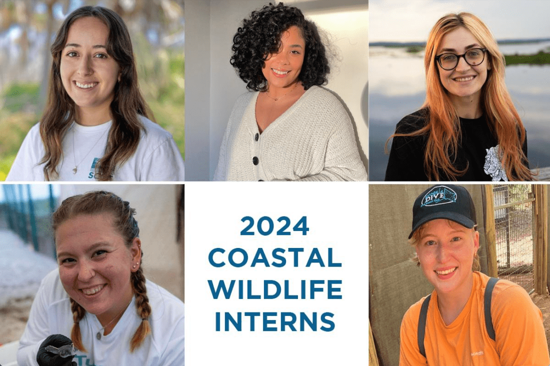SCCF welcomes summer interns | News, Sports, Jobs - SANIBEL-CAPTIVA - Island Reporter, Islander and Current - Vimarsana News